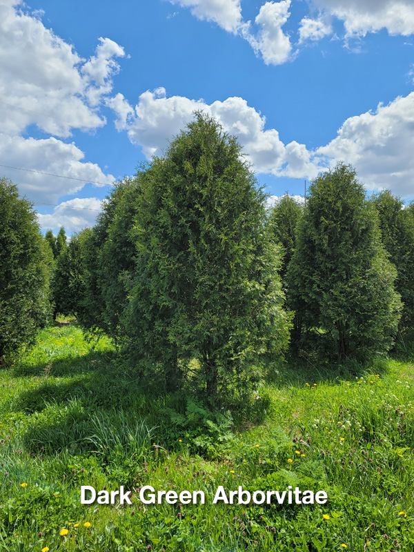 Dark Green Arborvitae