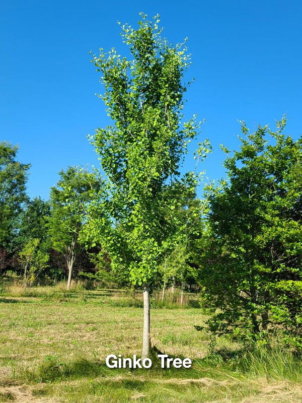 Ginko Tree