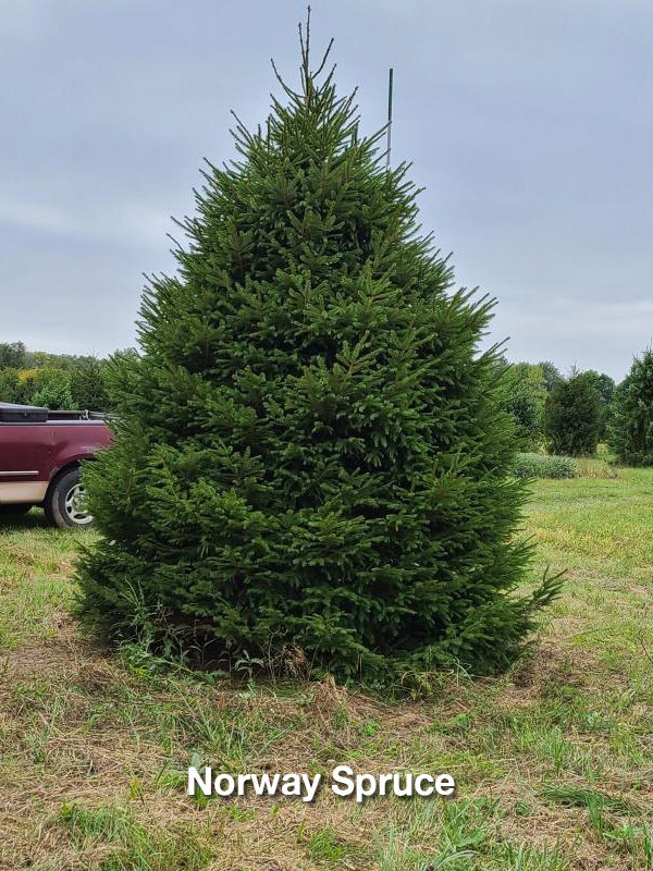 Norway Spruce