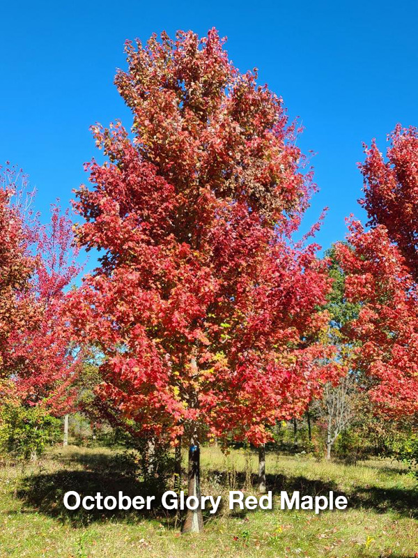 October Glory Red Maple