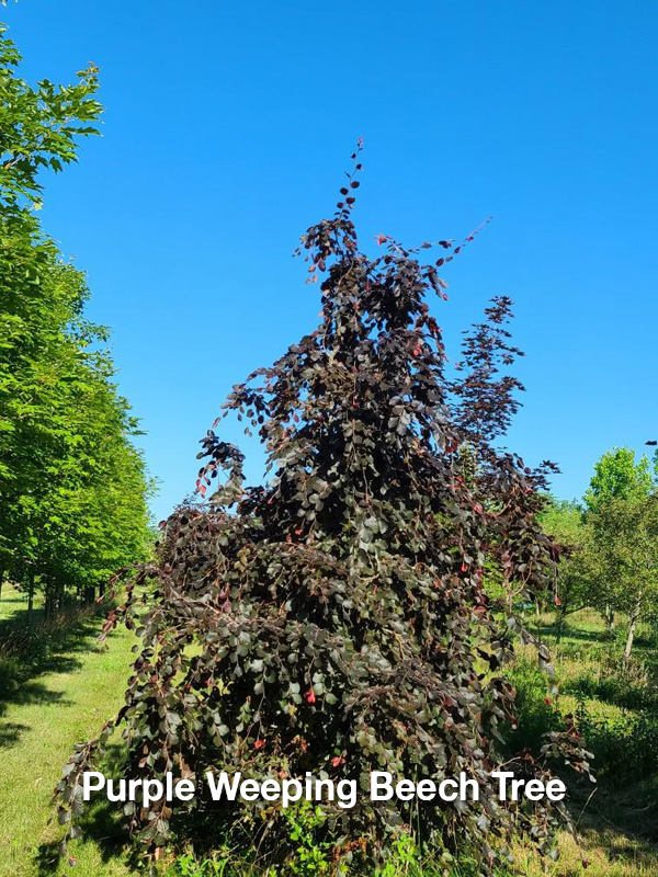 Purple Weeping Beech Tree