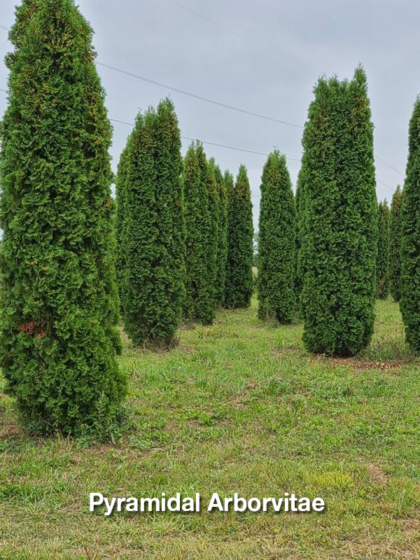 Pyramidal Arborvitae