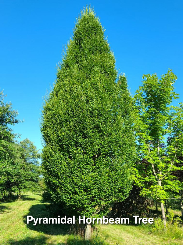 Pyramidal Hornbeam Tree