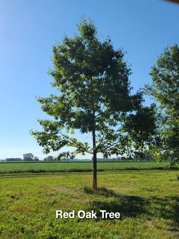 Red Oak Tree