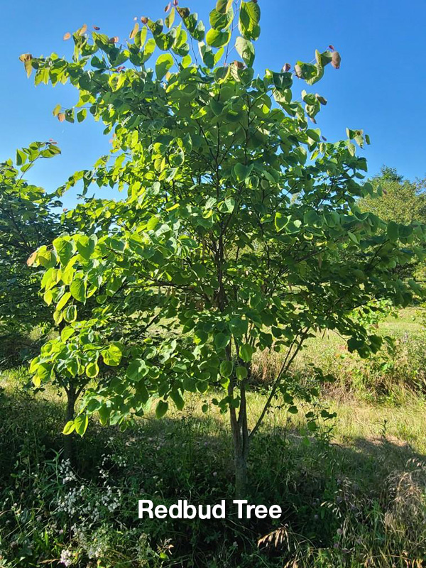 Redbud Tree