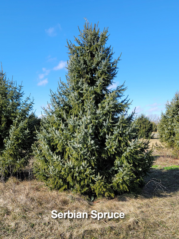 Serbian Spruce